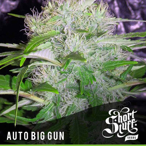 Short Stuff - Auto Big Gun